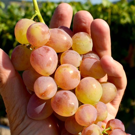 KISHMISH NAKHODKA Seedless Table Grape Vine