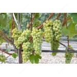 NEW YORK Seedless bare-root grafted grapevine 