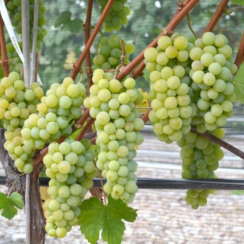 NEW YORK bezsemenný rezistentný stolový vinič