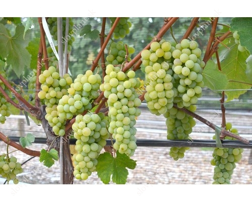 NEW YORK Seedless bare-root grafted grapevine 