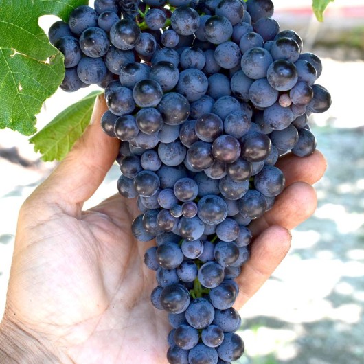 PAMJATI DOMBOVSKOJ bezsemenný rezistentný stolový vinič