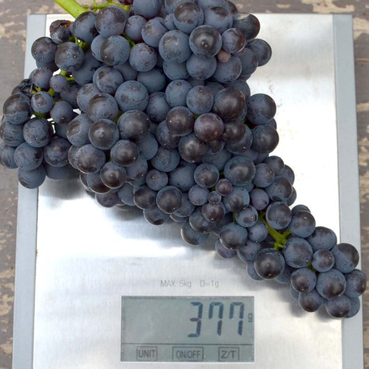 PAMJATI DOMBOVSKOJ bezsemenný rezistentný stolový vinič