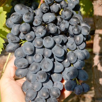 POLINKA bezsemenný rezistentný stolový vinič