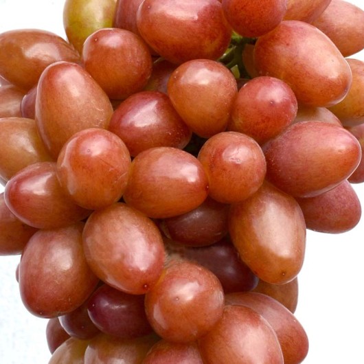 Rhea bezsemenný stolový vinič