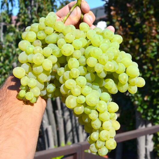 RUSBOL bezsemenný rezistentný stolový vinič