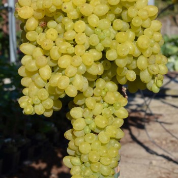 Rusbol Zlepšený bezsemenný rezistentný stolový vinič