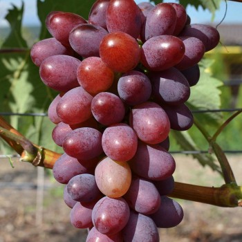 SATURN bezsemenný rezistentný stolový vinič