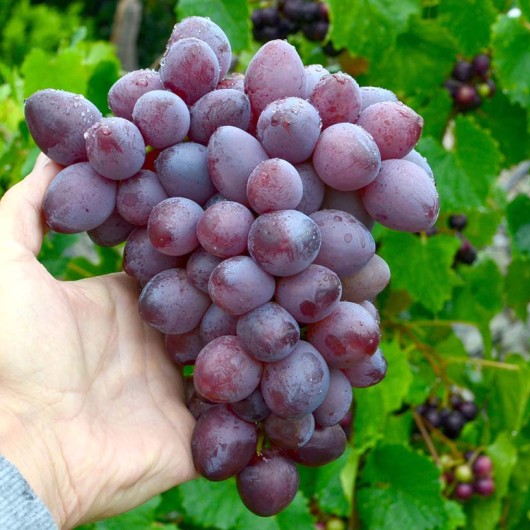 SKAZKA bezsemenný rezistentný stolový vinič