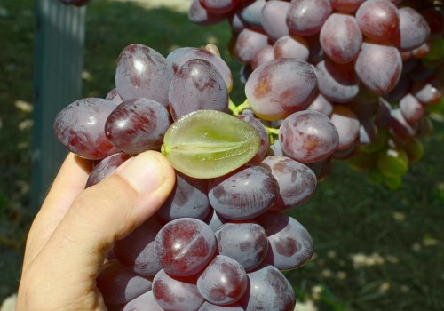 Organicky pestované stolové hrozno