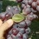 Organically grown Table Grape Vines