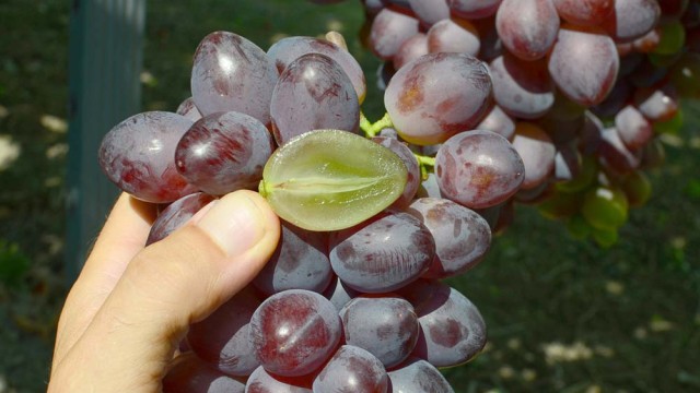 Organicky pestované stolové hrozno