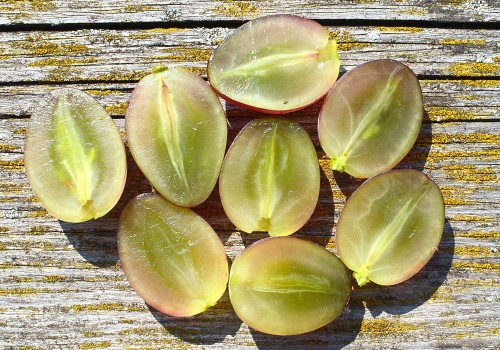 Hodnotenie bezsemennosti stolového hrozna