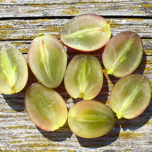 SKAZKA bezsemenný rezistentný stolový vinič