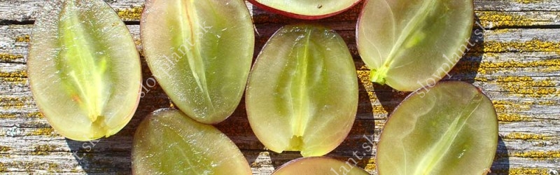Evaluation of Seedless Grapes