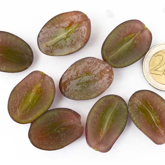 SKAZKA bezsemenný rezistentný stolový vinič