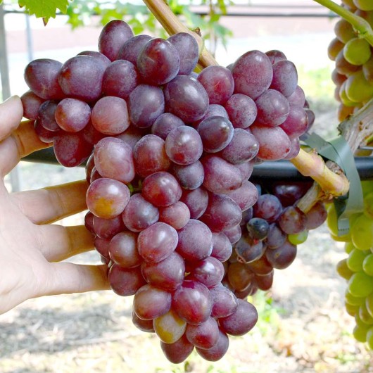 SKAZKA bezsemenný rezistentný stolový vinič