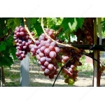SKAZKA Seedless bare-root grafted table grapevine 