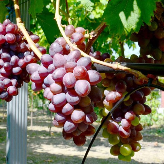 SKAZKA bezsemenný rezistentný stolový vinič