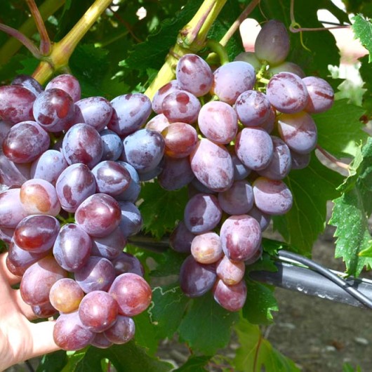 SKAZKA bezsemenný rezistentný stolový vinič