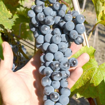 STELA bezsemenný rezistentný stolový vinič