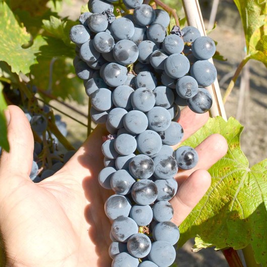 STELA bezsemenný rezistentný stolový vinič