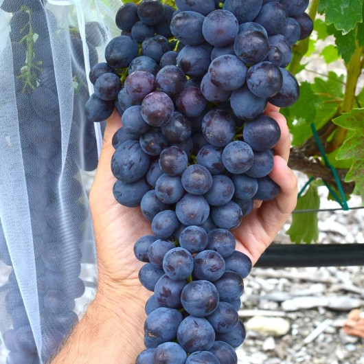 USPECH Kernlose Tafeltraube