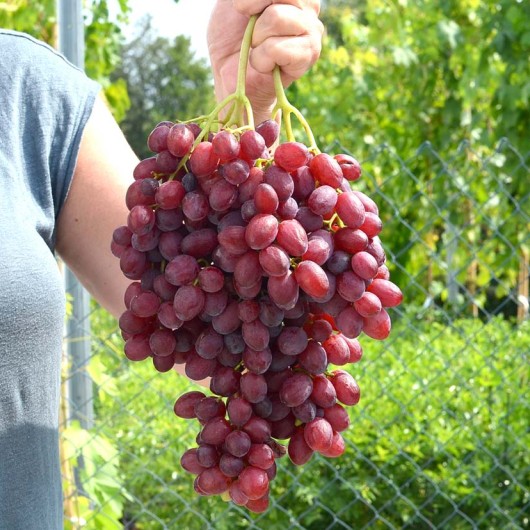 VELES Seedless Table Grape Vine