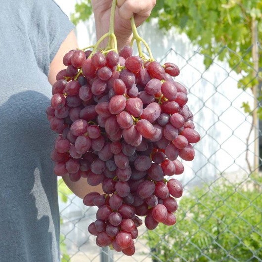 VELES Seedless Table Grape Vine