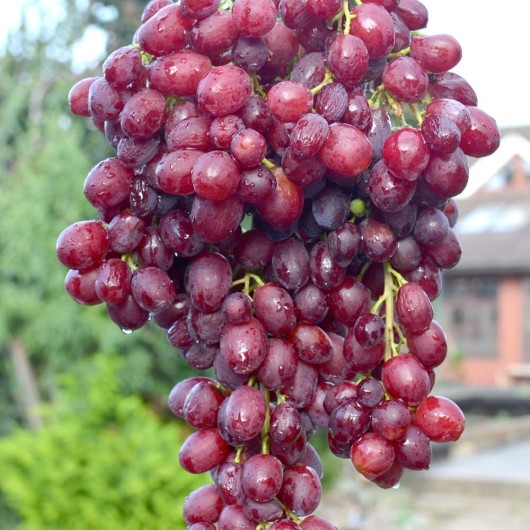 VELES Seedless Table Grape Vine