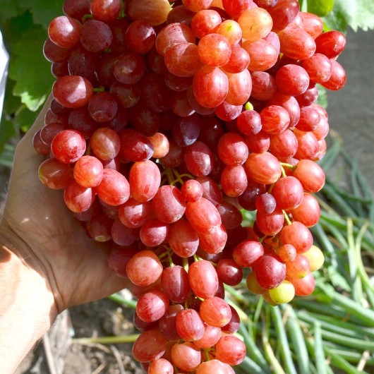 VELES Seedless Table Grape Vine