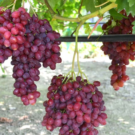 VELES Seedless Table Grape Vine