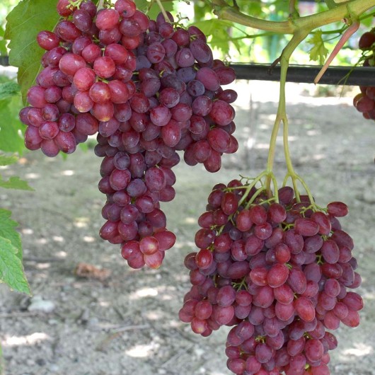 VELES Seedless Table Grape Vine