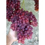 VELES Seedless bare-root grafted grapevine 