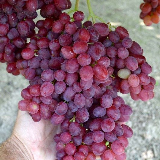 VELES Seedless Table Grape Vine