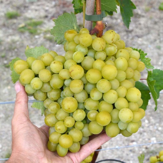 ALESHENKIN Table Grape Vine