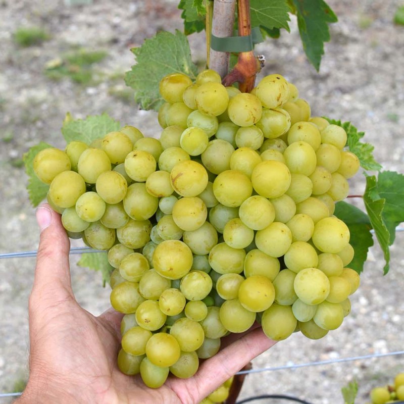 ALEŠENKIN kontajnerovaný vinič