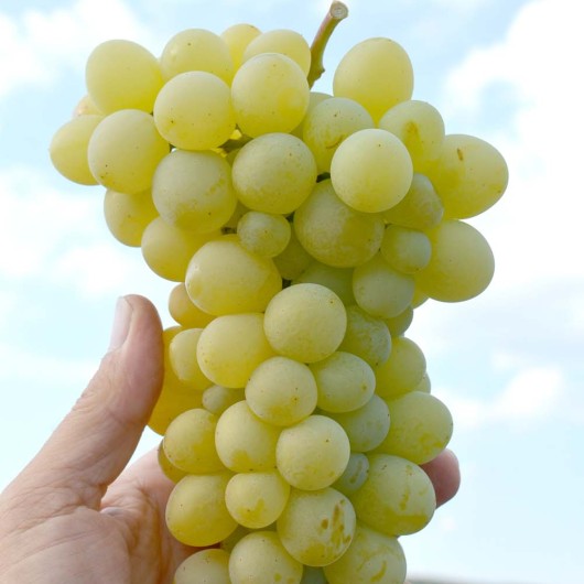 Alina Zaporožskaja rezistentný stolový vinič