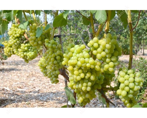 ALTAY container grown grape vine