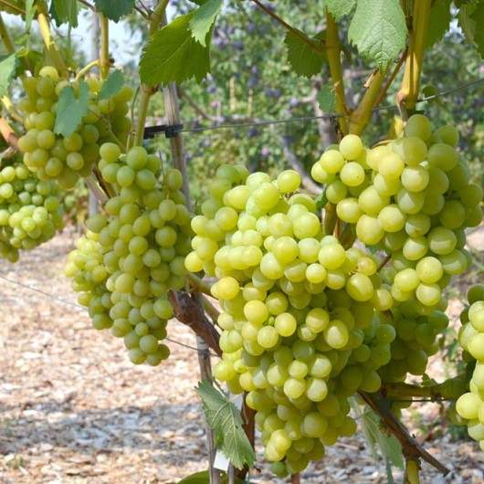 ALTAY Table Grape Vine