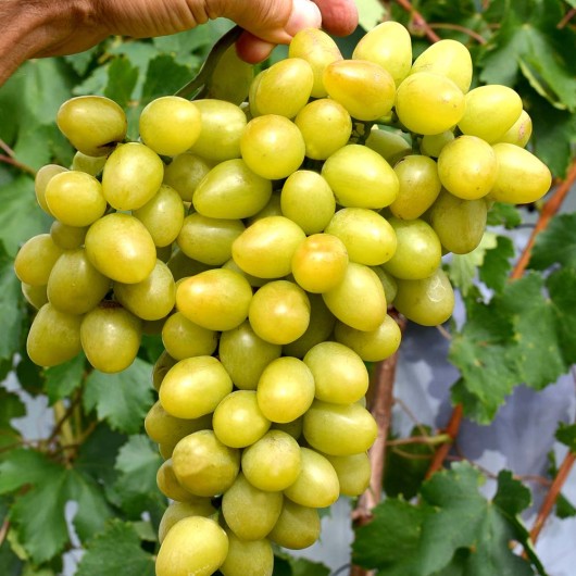 ARKADIA MUSKAT rezistentný stolový vinič