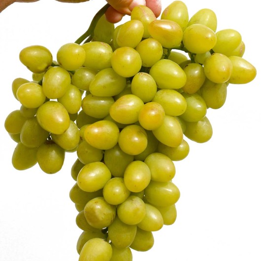 ARKADIA MUSKAT rezistentný stolový vinič