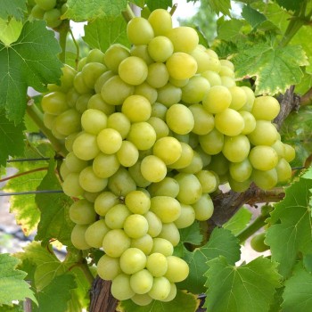 ARKADIA rezistentný stolový vinič