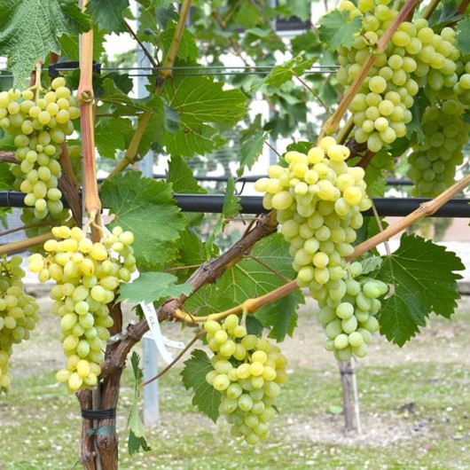 ARKANSAS 1704 rezistentný stolový vinič