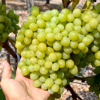 ARNI rezistentný stolový vinič