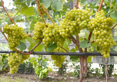 Posudzovanie kvalitatívnych vlastností stolových odrôd viniča