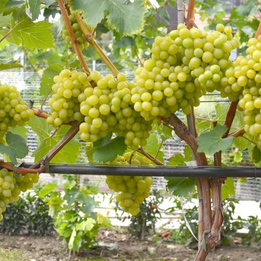 ARNI rezistentný stolový vinič