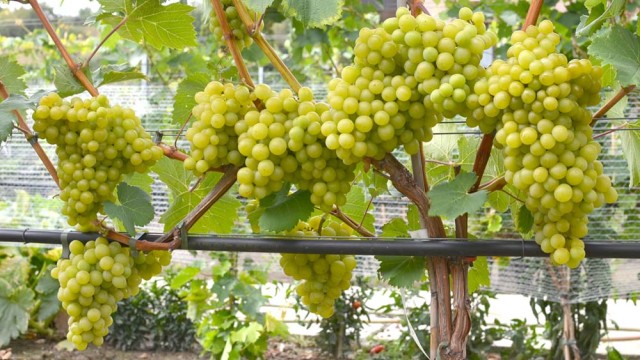 Posudzovanie kvalitatívnych vlastností stolových odrôd viniča