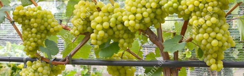 The evaluation of the qualitative characteristics of the table grape varieties