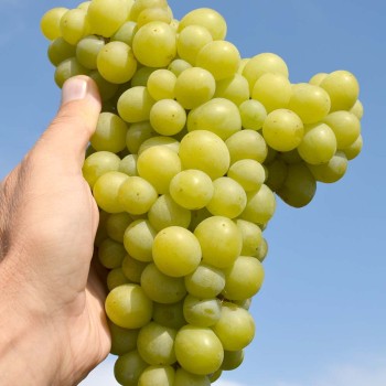 Aron rezistentný stolový vinič