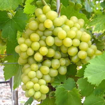 ATLANTIS rezistentný stolový vinič